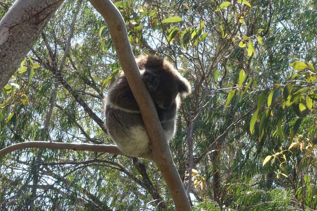 Koala