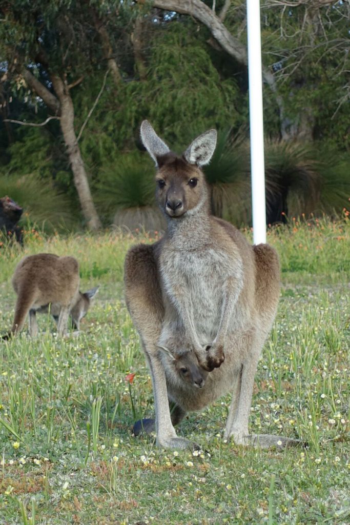 Känguru