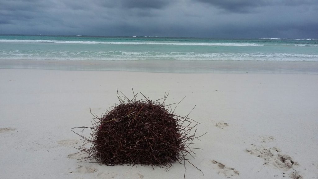 Große Seegraskugel am Strand