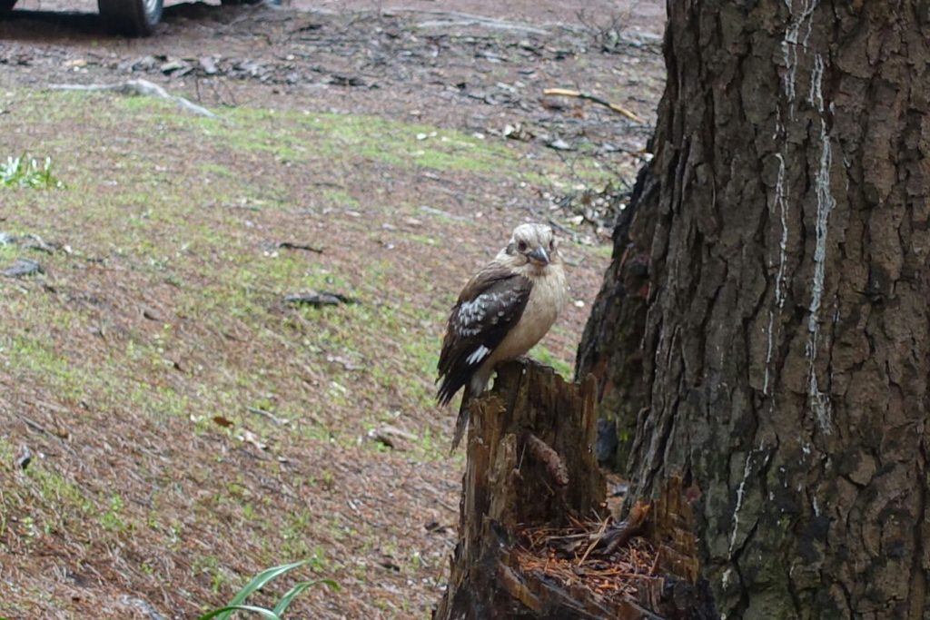 Kookabarra