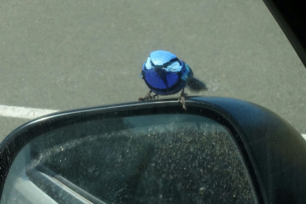 Blauer Vogel auf Seitenspiegel