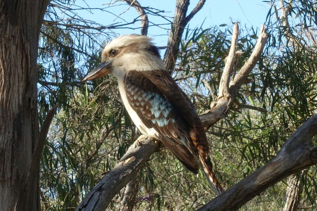 Eisvogel 