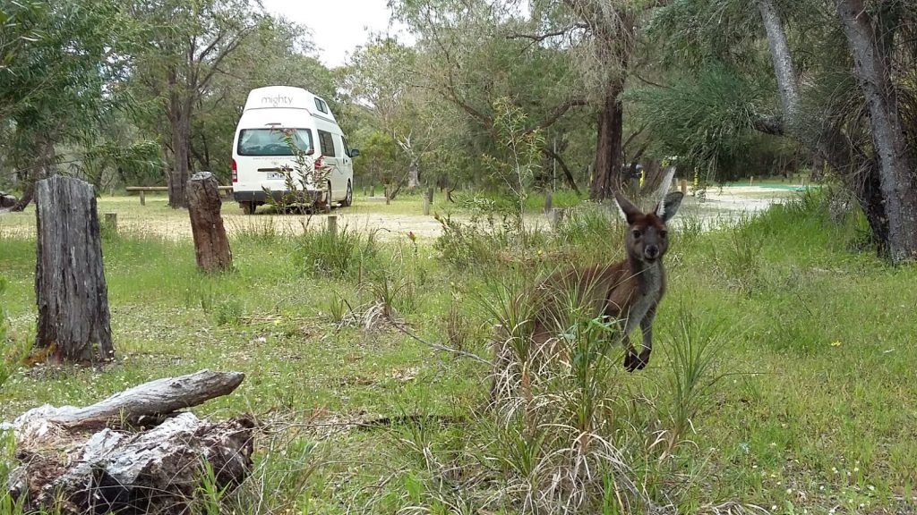 Känguru vor unserem Camper