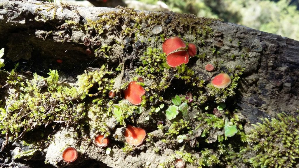 Rote Pilze auf Baumstamm