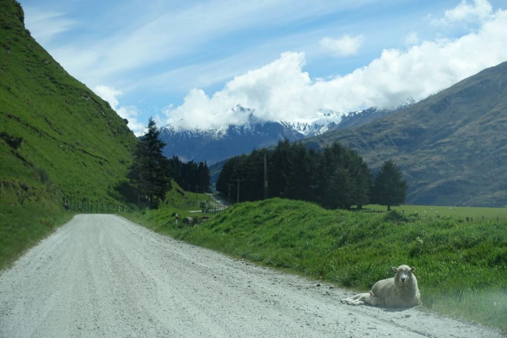 Entspanntes Schaf am Straßenrand vor Bergkulisse