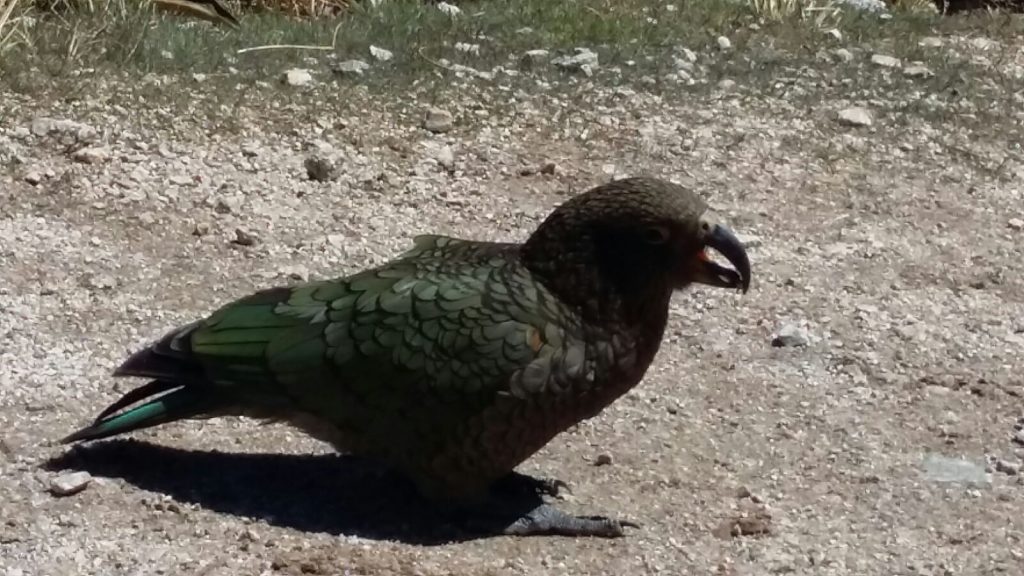 Kea