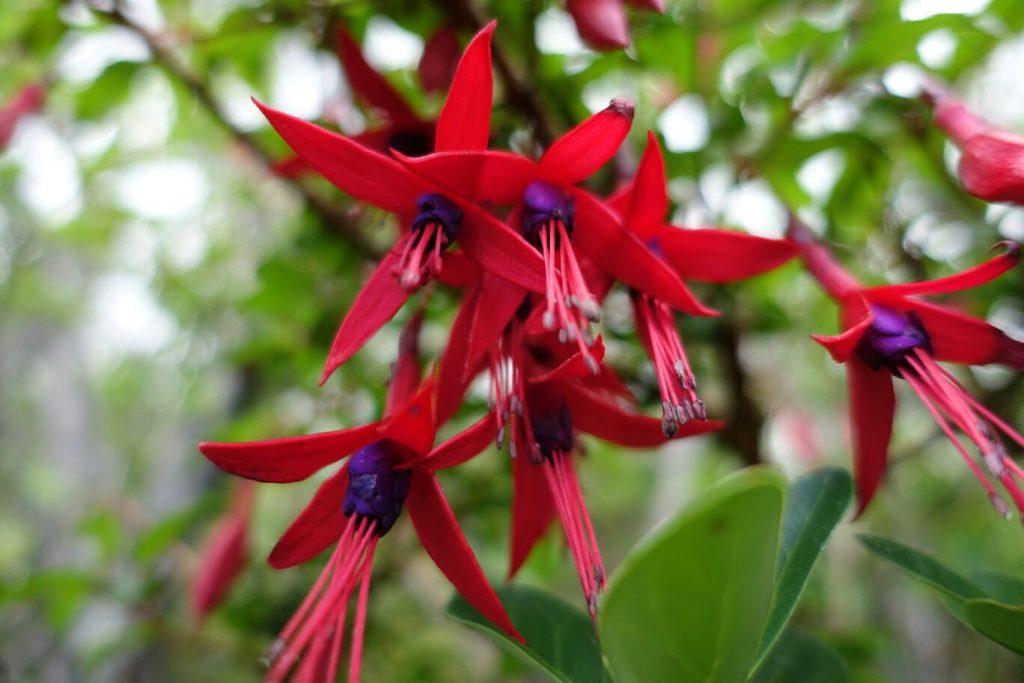 Fuchsien gibt es in Patagonien in der Wildnis 