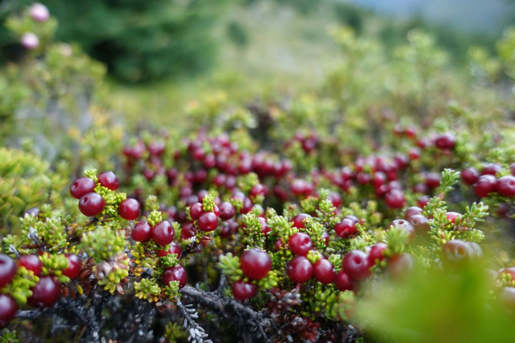 Beeren