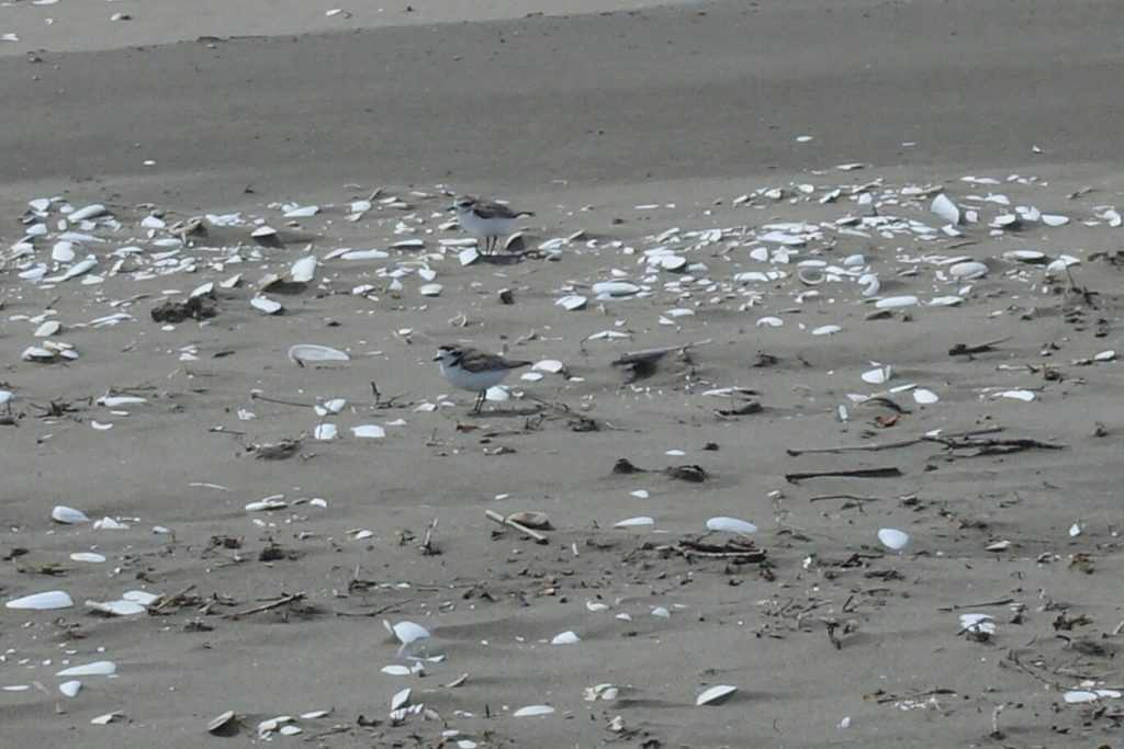 Strandläuferküken gut versteckt