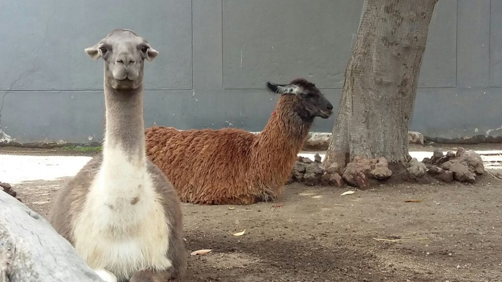 Lama und Alpaca