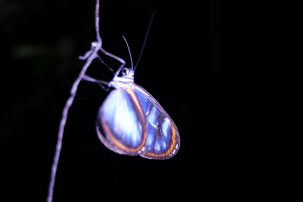 Schmetterling 