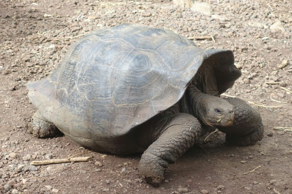 Landschildkröte