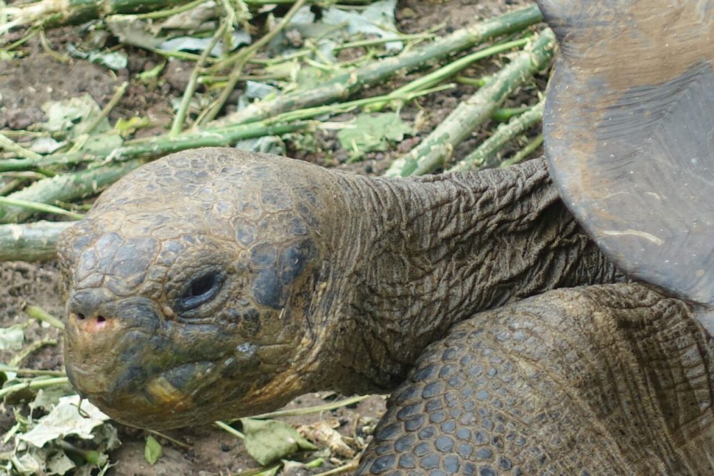 Landschildkröte - Kopf