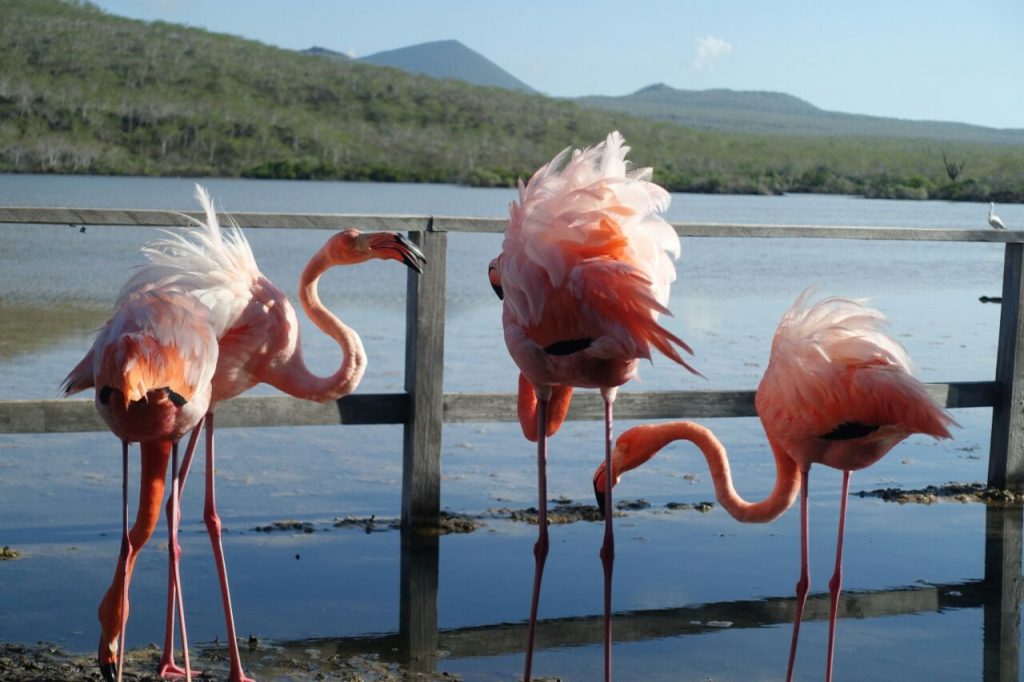 Flamingos