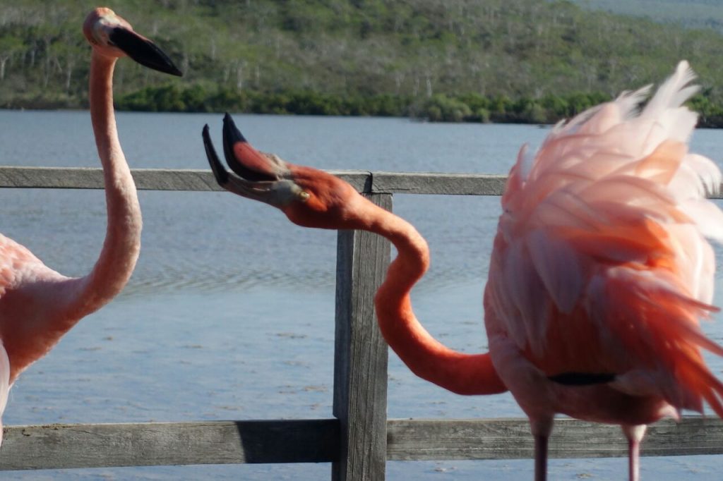 Streitende Flamingos