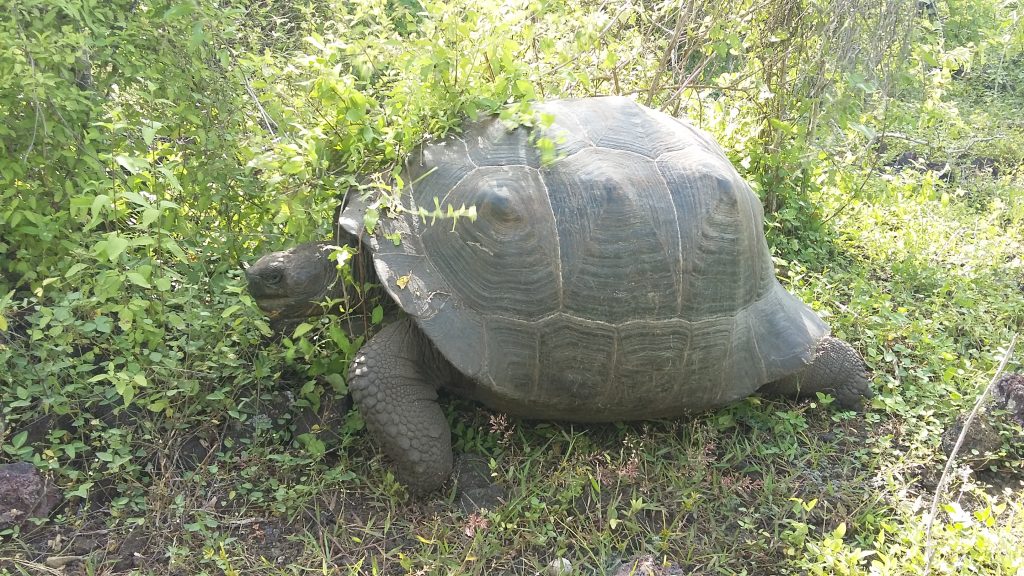 Riesenschildkröten