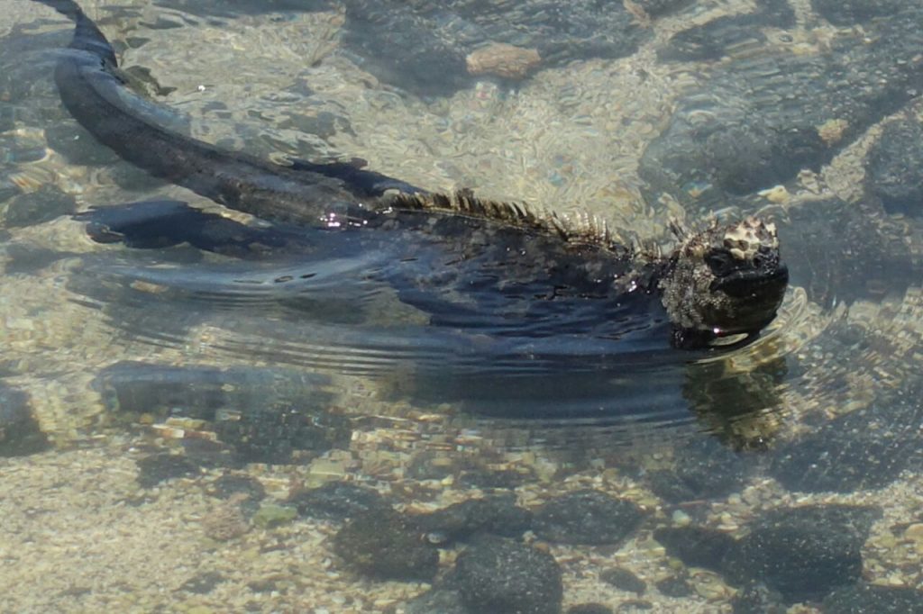 Iguana